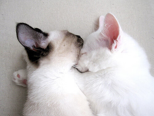 开云体育平台-青少年健身类短视频内容影响因素研究,短视频平台对青少年的影响